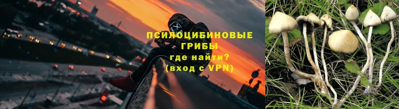 как найти закладки  Мосальск  нарко площадка состав  Псилоцибиновые грибы Psilocybe 